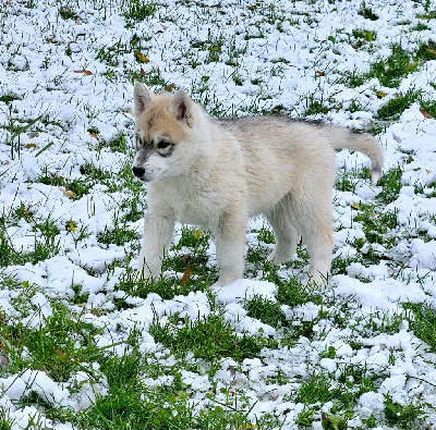 of Kileut'spirit - Siberian Husky - Portée née le 19/09/2024