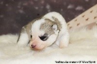 of Kileut'spirit - Siberian Husky - Portée née le 14/12/2017