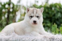 of Kileut'spirit - Siberian Husky - Portée née le 15/06/2018