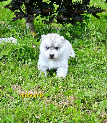 of Kileut'spirit - Siberian Husky - Portée née le 23/05/2024