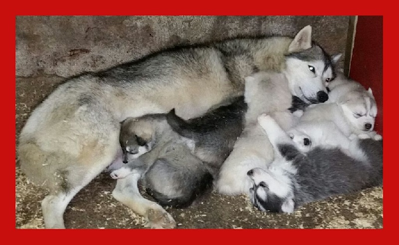 of Kileut'spirit - Siberian Husky - Portée née le 25/11/2014