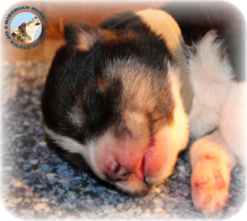 of Kileut'spirit - Siberian Husky - Portée née le 10/02/2017