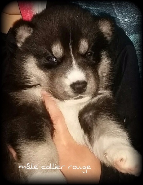 of Kileut'spirit - Siberian Husky - Portée née le 09/10/2015