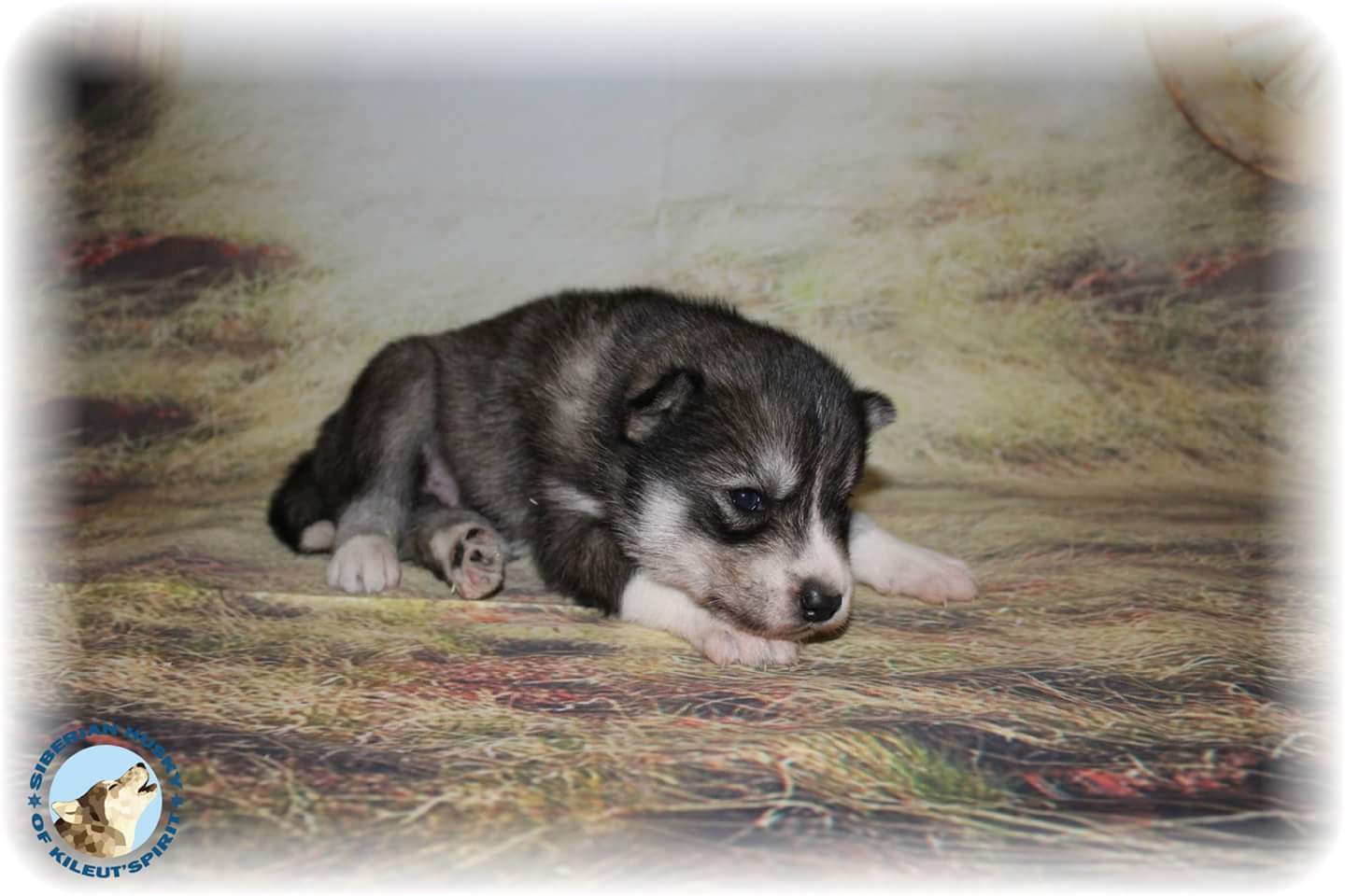of Kileut'spirit - Siberian Husky - Portée née le 10/02/2017