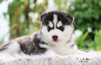 CHIOT