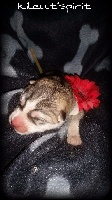 Loba 
