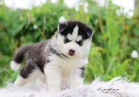 CHIOT