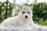 CHIOT
