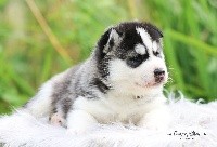 CHIOT