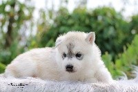 CHIOT gris
