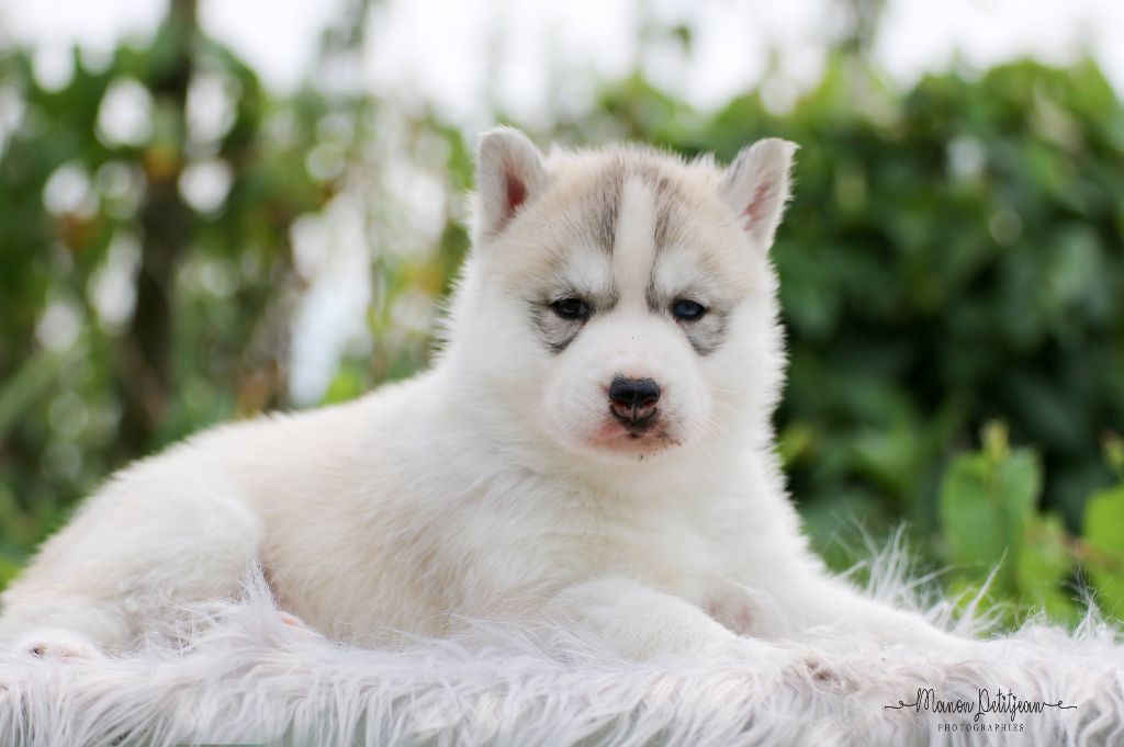 of Kileut'spirit - Siberian Husky - Portée née le 15/06/2018