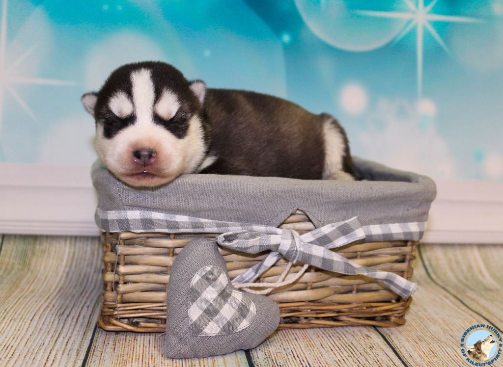 of Kileut'spirit - Siberian Husky - Portée née le 09/10/2017