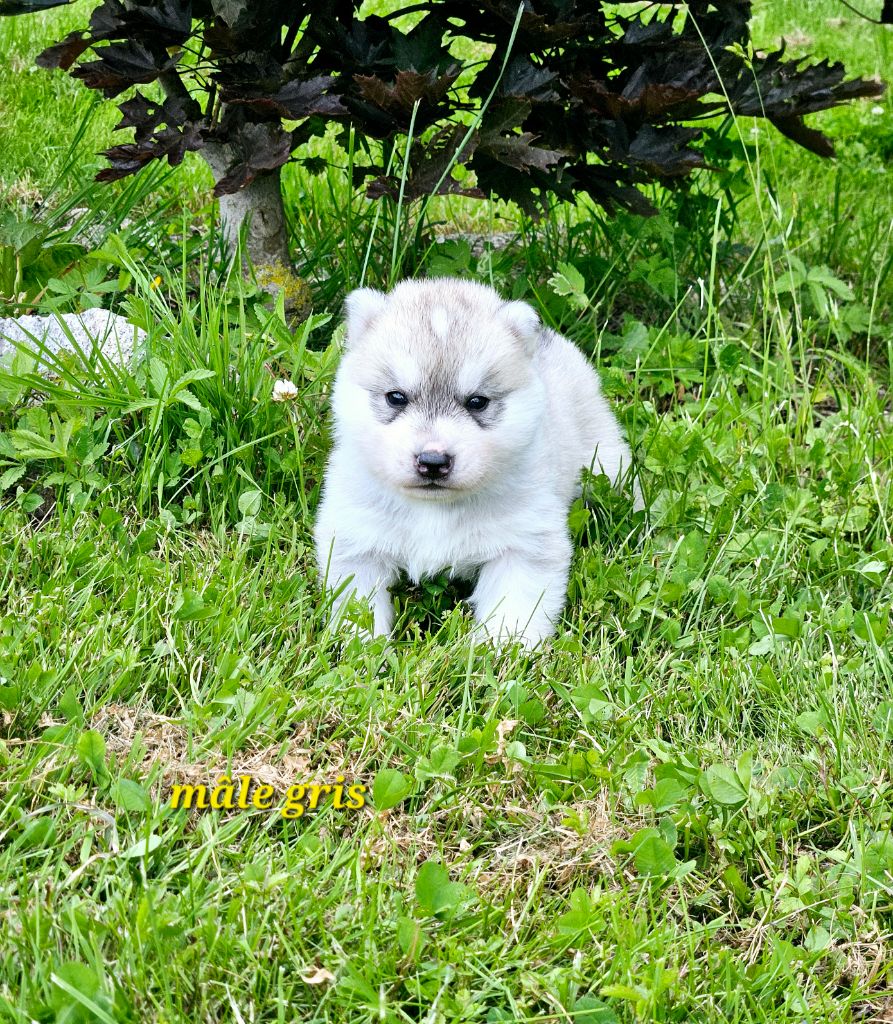 of Kileut'spirit - Siberian Husky - Portée née le 23/05/2024