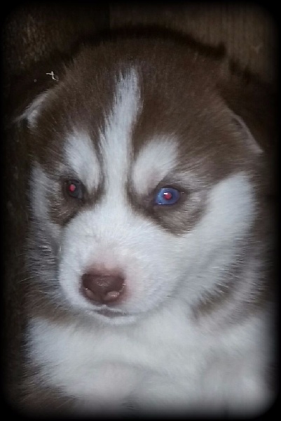 of Kileut'spirit - Siberian Husky - Portée née le 14/10/2015