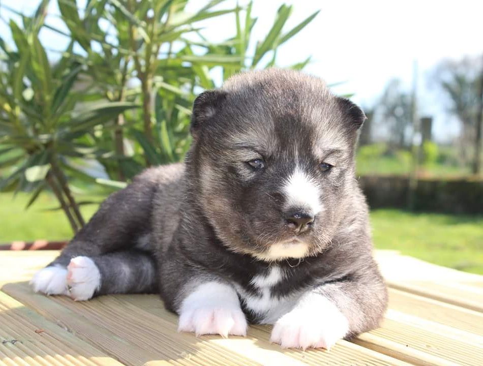 of Kileut'spirit - Siberian Husky - Portée née le 02/04/2018